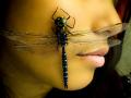 蜻蜓:美国东阿拉斯加亚格尔湖
