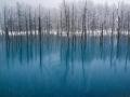 蓝色池塘:日本北海道美瑛