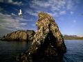 海鸥岛:阿拉斯加