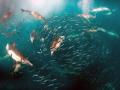 千只海豚捕食场面浩大:南非