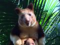澳大利亚树袋鼠宝宝可爱现身