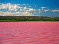 俄罗斯湖泊每年八月变粉红色