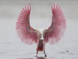 粉紅琵鷺