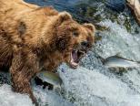 棕熊坐等鮭魚入口樂享美食
